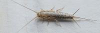 Exit Silverfish Control Sydney image 3